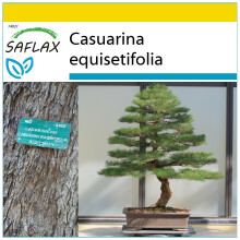 SAFLAX Anzucht Set - Strandkiefer - Casuarina - 200 Samen