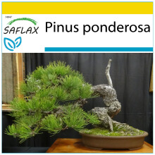 SAFLAX - Ensemble de culture - Pin ponderosa - 20 graines - Avec mini serre, substrat de culture et 2 pots - Pinus ponderosa