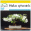 SAFLAX Anzucht Set - Wildapfel - Malus - 30 Samen 1