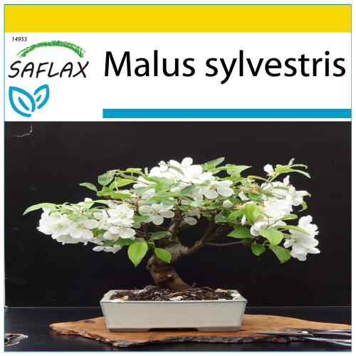 SAFLAX Anzucht Set - Wildapfel - Malus - 30 Samen