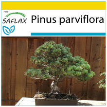 SAFLAX Anzucht Set - Mädchenkiefer - Pinus - 12 Samen