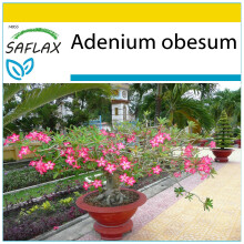 SAFLAX Anzucht Set - Wüstenrose - Adenium - 8 Samen
