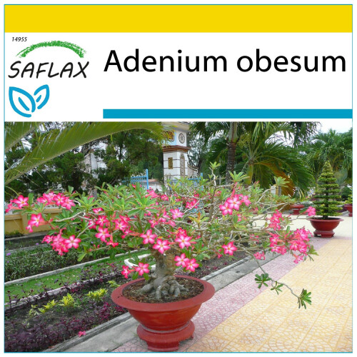 SAFLAX Anzucht Set - Wüstenrose - Adenium - 8 Samen