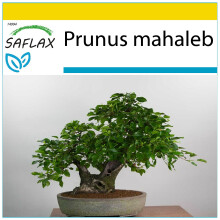 SAFLAX Anzucht Set - Felsenkirsche - Prunus - 30 Samen