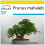 SAFLAX Anzucht Set - Felsenkirsche - Prunus - 30 Samen 1