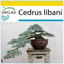 SAFLAX Anzucht Set - Libanon Zeder - Cedrus - 20 Samen