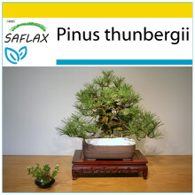 SAFLAX Anzucht Set - Schwarzkiefer - Pinus - 30 Samen