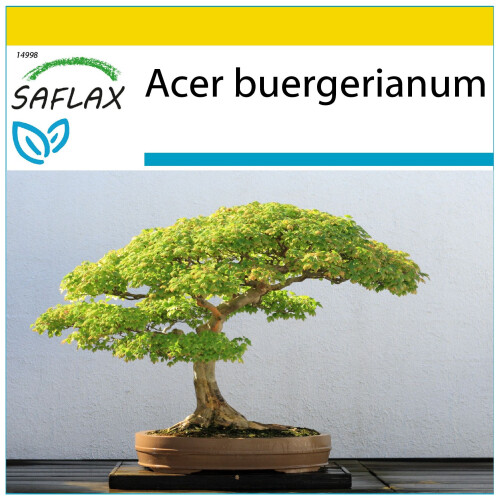 SAFLAX Anzucht Set - Dreispitzahorn - Acer - 30 Samen