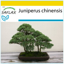 SAFLAX Anzucht Set - Wacholder - Juniperus - 30 Samen