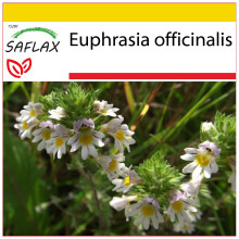 SAFLAX Anzucht Set - Augentrost - Euphrasia - 200 Samen