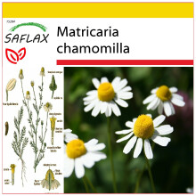 SAFLAX Anzucht Set - Kamille - Matricaria - 300 Samen