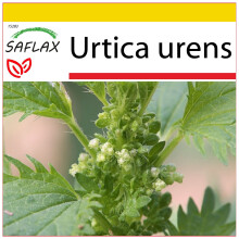 SAFLAX Anzucht Set - Brennnessel - Urtica - 150 Samen