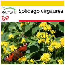 SAFLAX Anzucht Set - Goldrute - Solidago - 100 Samen