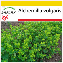 SAFLAX Anzucht Set - Frauenmantel - Alchemilla - 100 Samen