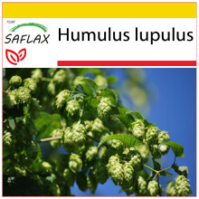 SAFLAX Anzucht Set - Hopfen - Humulus - 50 Samen