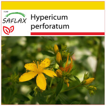 SAFLAX Anzucht Set - Johanniskraut - Hypericum - 300 Samen