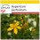 SAFLAX Anzucht Set - Johanniskraut - Hypericum - 300 Samen 1