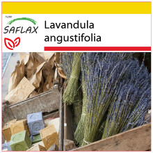 SAFLAX Anzucht Set - Lavendel - Lavandula - 150 Samen