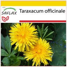 SAFLAX Anzucht Set - Löwenzahn - Taraxacum - 200 Samen