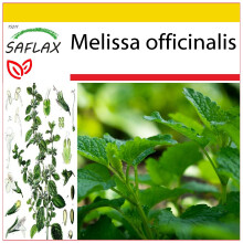 SAFLAX Anzucht Set - Zitronenmelisse - Melissa - 150 Samen