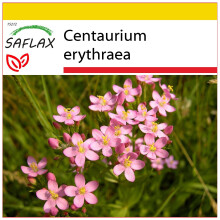 SAFLAX Anzucht Set - Tausendgüldenkraut - Centaurium - 250 Samen