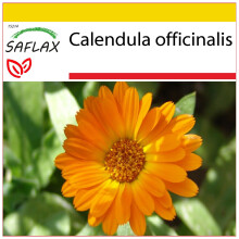 SAFLAX Anzucht Set - Ringelblume - Calendula - 50 Samen