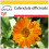 SAFLAX Anzucht Set - Ringelblume - Calendula - 50 Samen 1