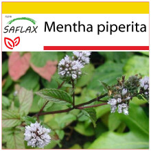 SAFLAX Anzucht Set - Pfefferminze - Mentha - 300 Samen