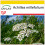 SAFLAX Anzucht Set - Schafgarbe - Achillea - 200 Samen 1
