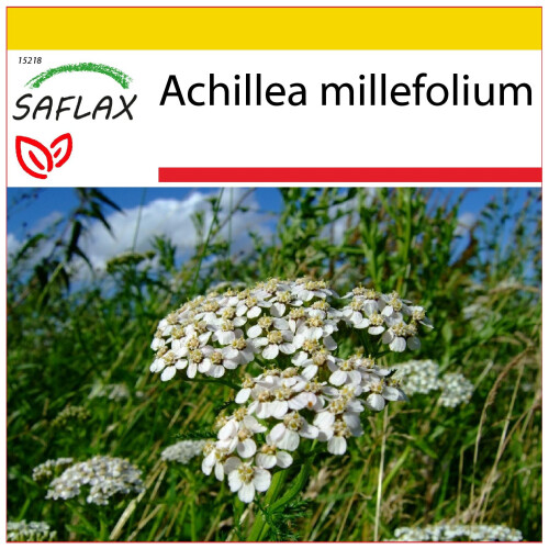 SAFLAX Anzucht Set - Schafgarbe - Achillea - 200 Samen