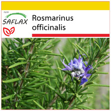 SAFLAX Anzucht Set - Rosmarin - Rosmarinus - 100 Samen