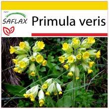 SAFLAX - Ensemble de culture - Primevère officinale - 100 graines - Avec mini serre, substrat de culture et 2 pots - Primula veris