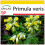 SAFLAX Anzucht Set - Schlüsselblume - Primula - 100 Samen 1