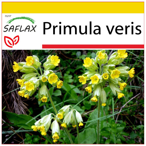 SAFLAX Anzucht Set - Schlüsselblume - Primula - 100 Samen