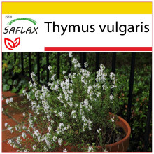 SAFLAX Anzucht Set - Thymian - Thymus - 200 Samen