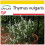SAFLAX Anzucht Set - Thymian - Thymus - 200 Samen 1