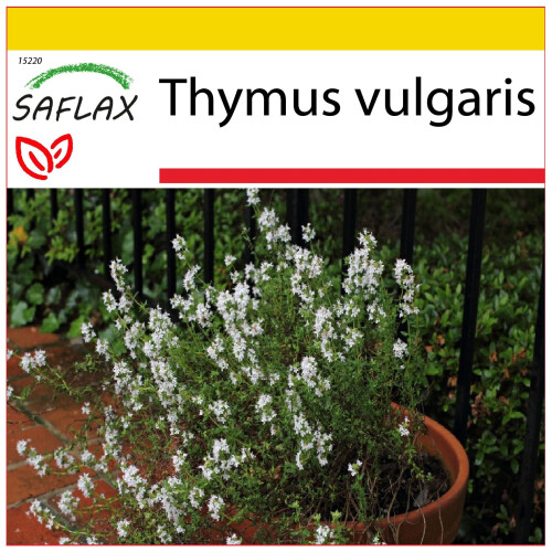 SAFLAX Anzucht Set - Thymian - Thymus - 200 Samen