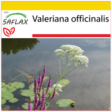 SAFLAX Anzucht Set - Baldrian - Valeriana - 200 Samen