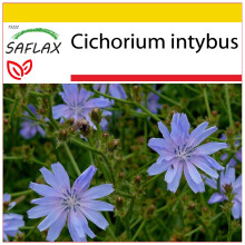 SAFLAX - Ensemble de culture - Chicorée sauvage - 250 graines - Avec mini serre, substrat de culture et 2 pots - Cichorium intybus