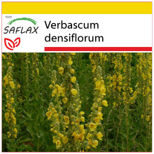 SAFLAX Anzucht Set - Königskerze - Verbascum - 500 Samen