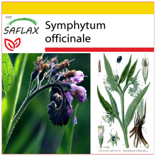 SAFLAX Anzucht Set - Beinwell - Symphytum - 15 Samen