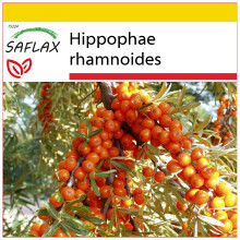 SAFLAX Anzucht Set - Sanddorn - Hippophae - 40 Samen