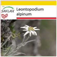 SAFLAX - Ensemble de culture - L’edelweiss - 500 graines - Avec mini serre, substrat de culture et 2 pots - Leontopodium alpinum