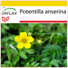 SAFLAX Anzucht Set - Gänsefingerkraut - Potentilla - 20 Samen