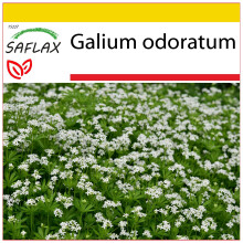 SAFLAX Anzucht Set - Waldmeister - Galium - 20 Samen