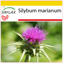 SAFLAX Anzucht Set - Mariendistel - Silybum - 75 Samen