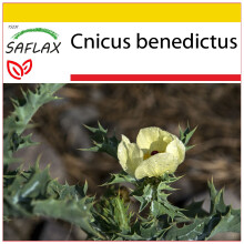 SAFLAX Anzucht Set - Benediktenkraut - Cnicus - 50 Samen