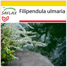 SAFLAX Anzucht Set - Mädesüß - Filipendula - 500 Samen