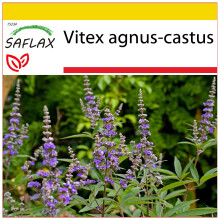 SAFLAX Anzucht Set - Mönchspfeffer - Vitex - 30 Samen
