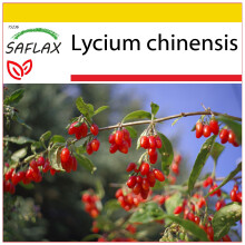 SAFLAX - Cultivation set - Goji berry - 200 seeds - With mini greenhouse, growing substrate and 2 pots - Lycium chinensis